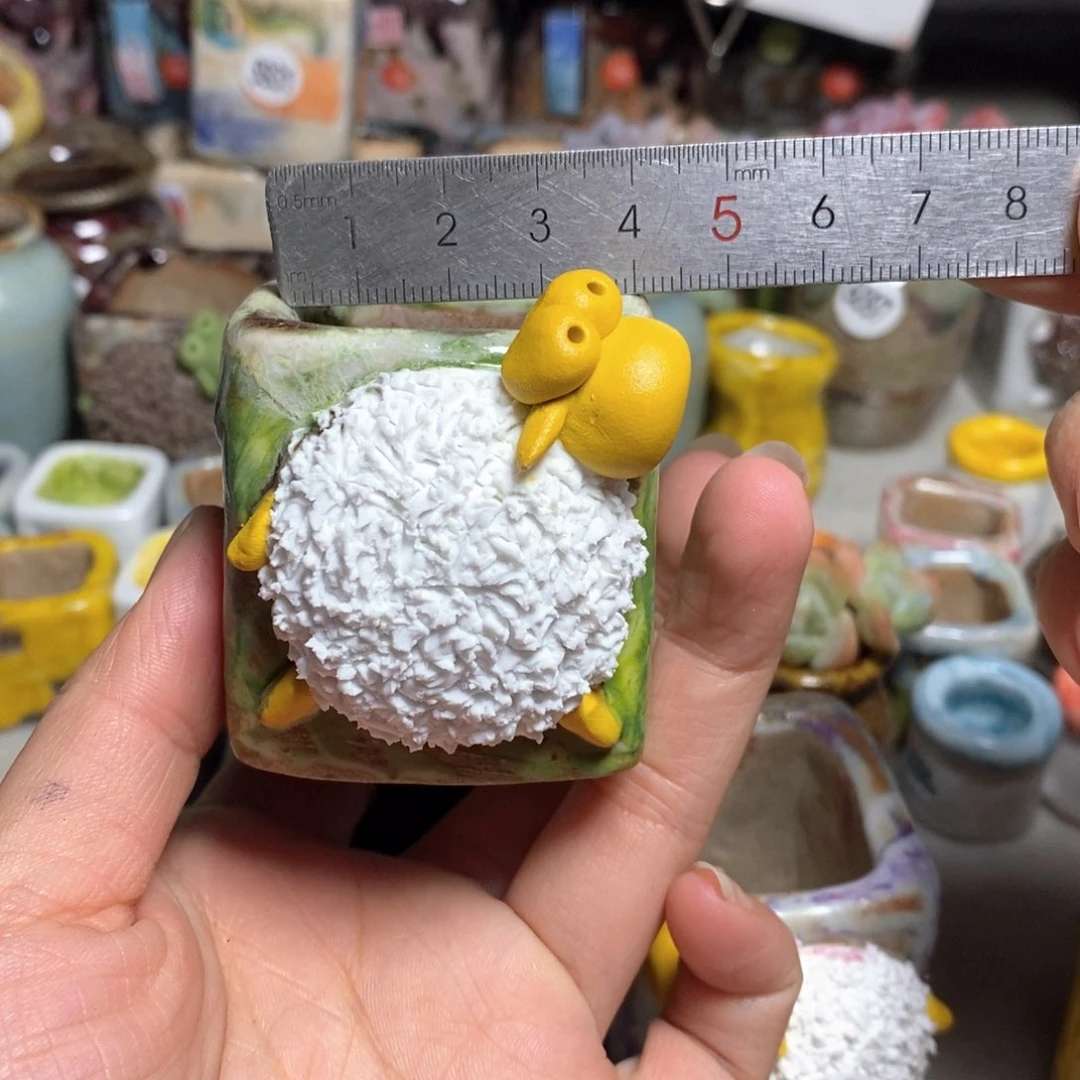 拍3送一个小礼物不含多肉