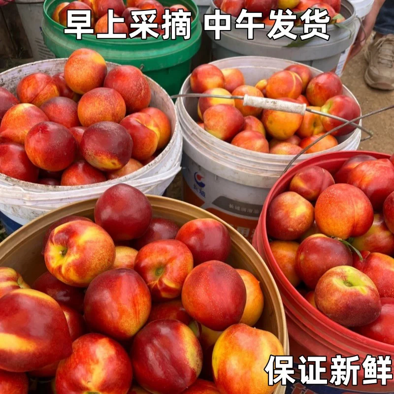 油桃新鲜采摘脆甜多汁当季应季水果