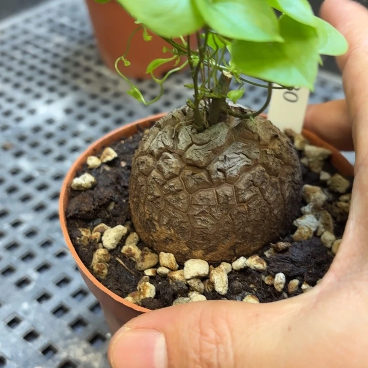 330 南非龟甲龙带盆包邮