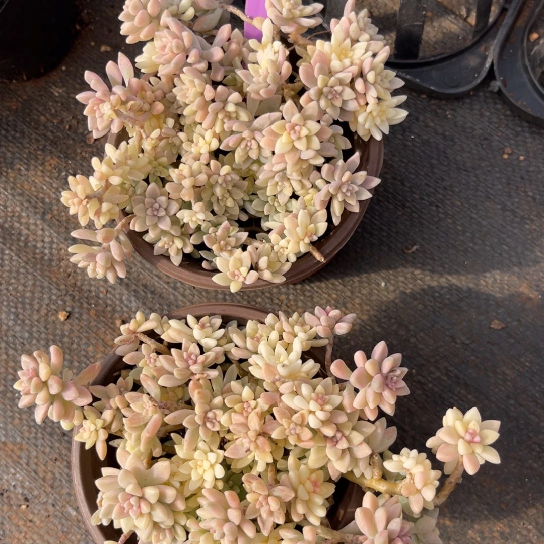 云尘多肉一物一拍1599