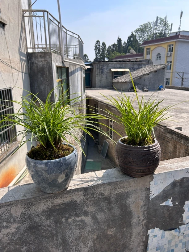 会会家莲瓣兰花盆景草，苗型飘逸漂亮，花香色美，8到9苗随机发货