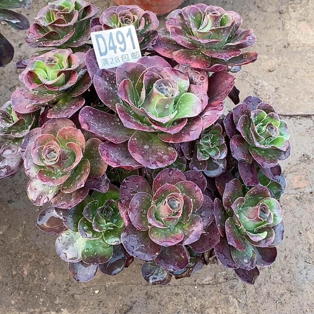 491 多肉植物法师不包断包邮