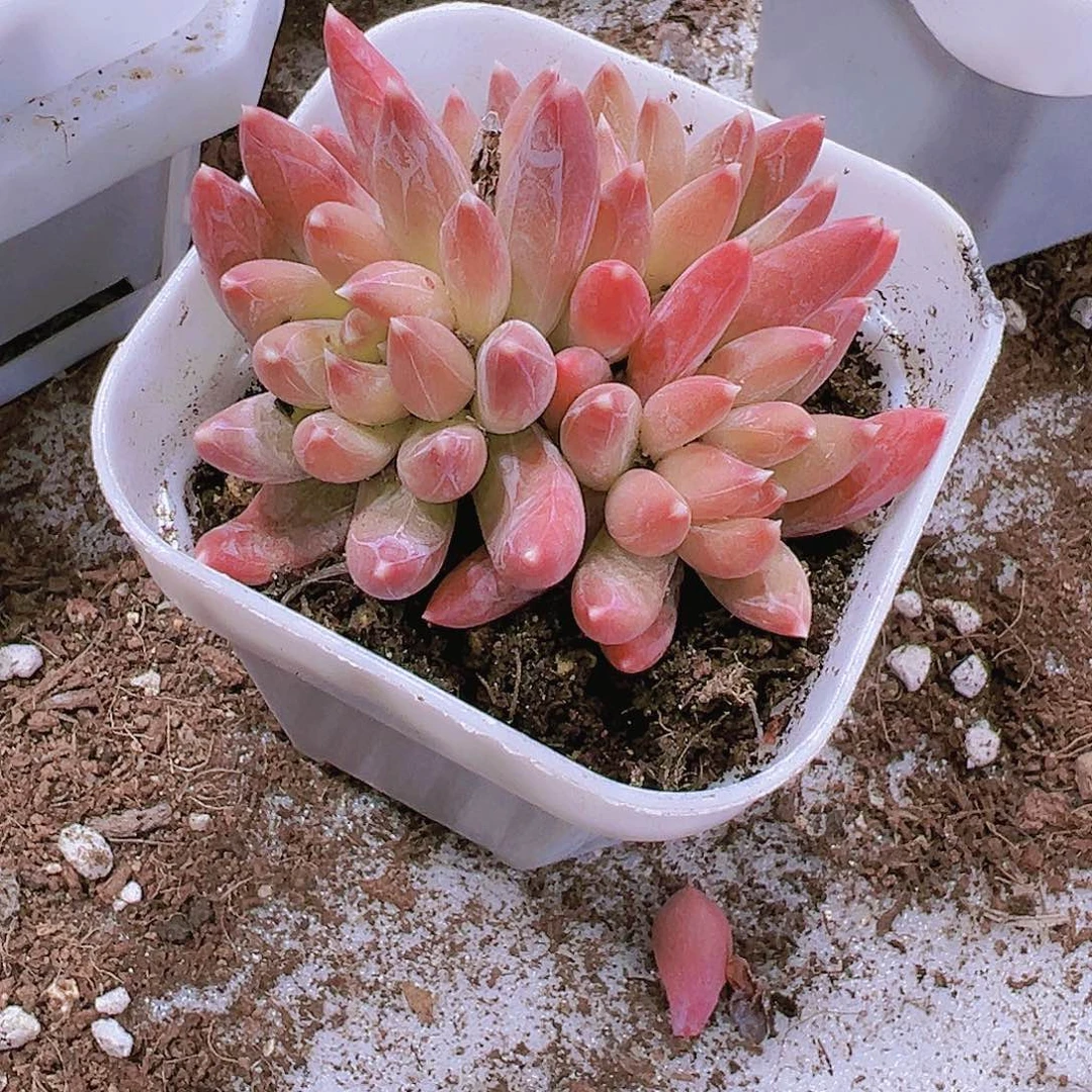 炫彩星19包邮多肉