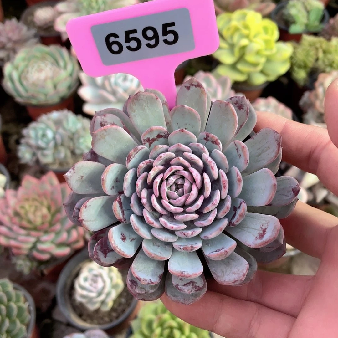 N***G6595号多肉植物盆栽