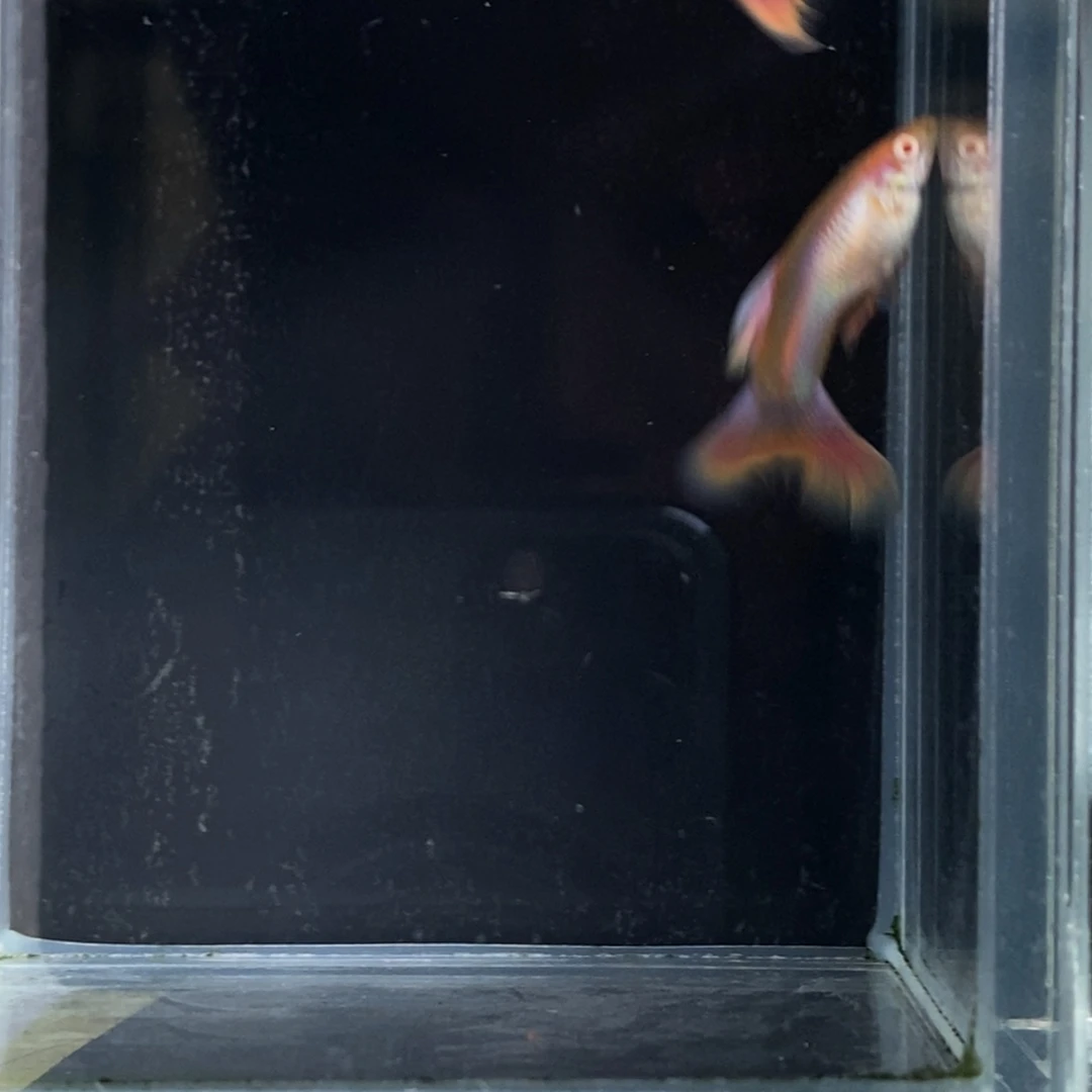 海水鱼玛卡龙孔雀鱼1对