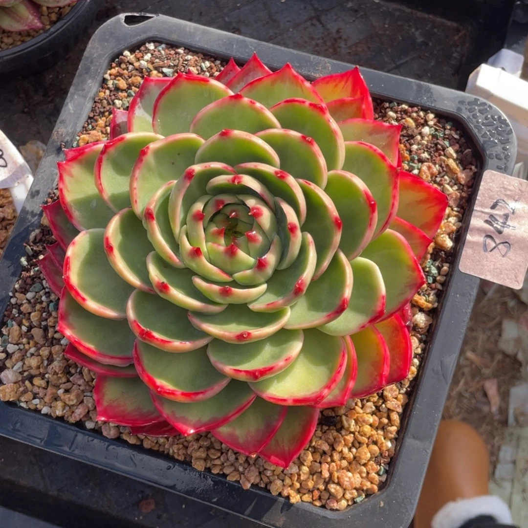 842惊鸿仙子19冠服左右