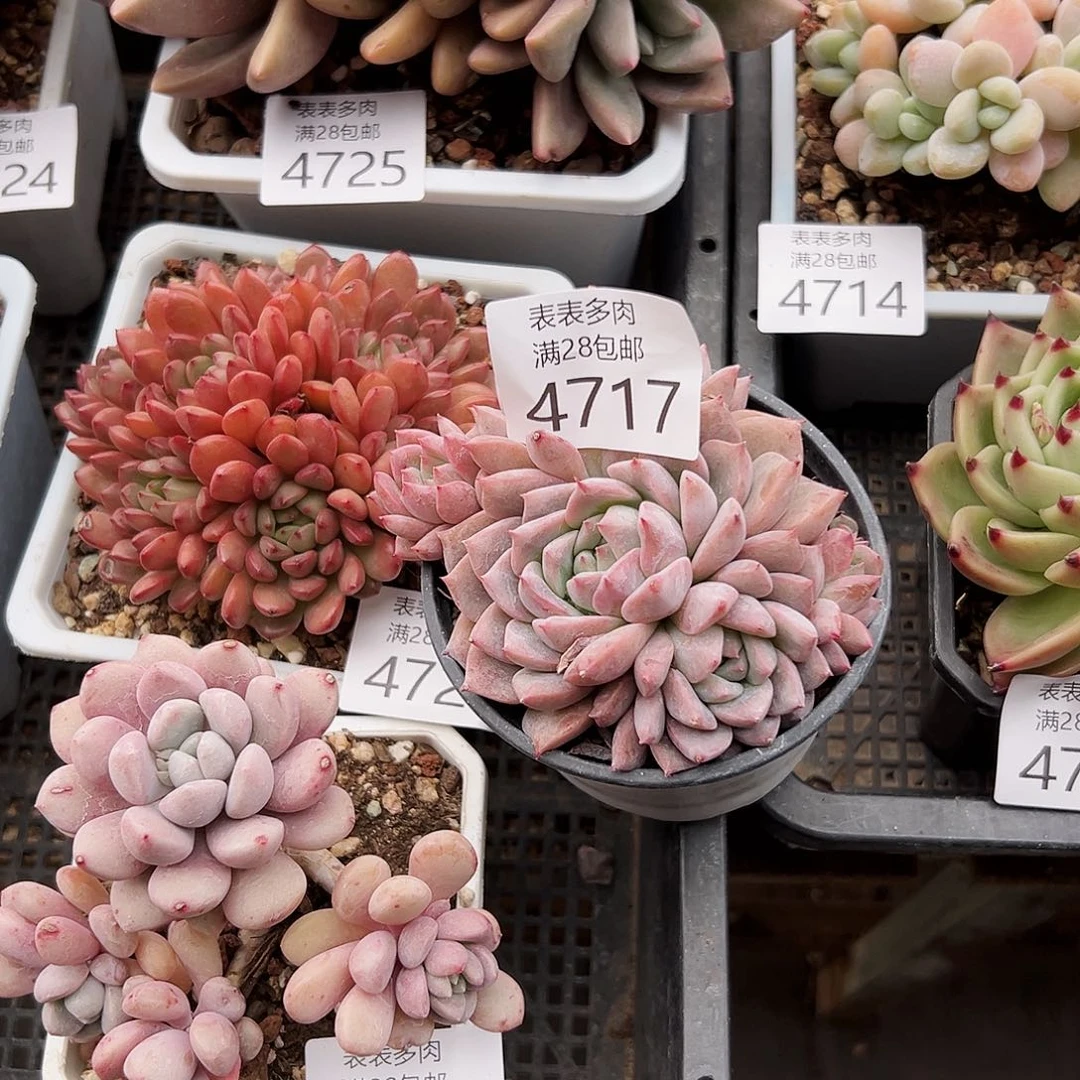 9号我们的确是一4717