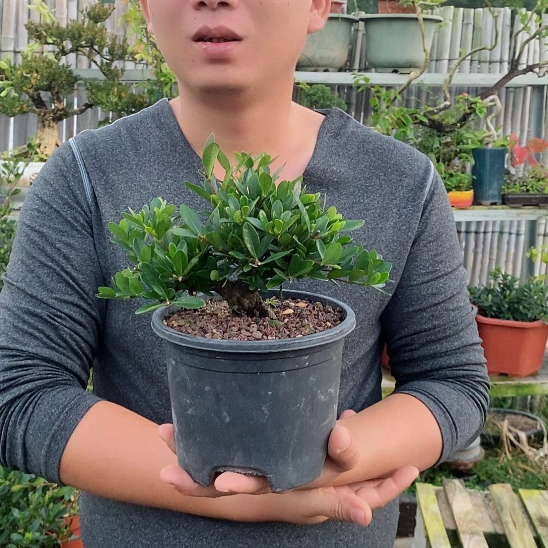 无花朵用****7栀子花