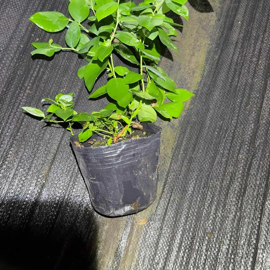 42小钵2颗，特价苗