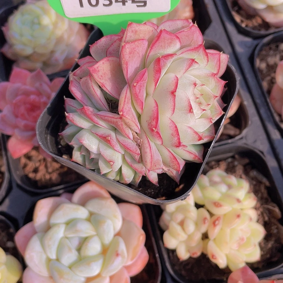 1034号 多头精品女王群