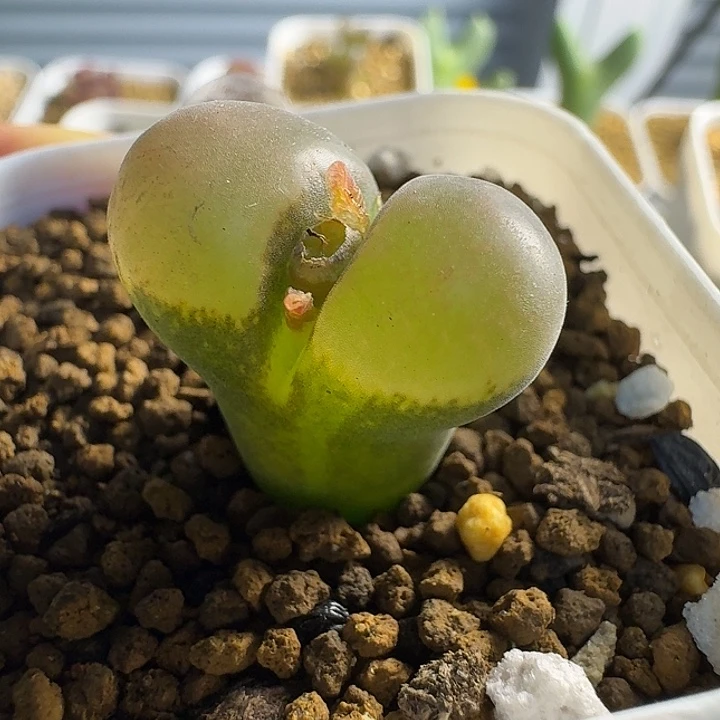 106......多肉......