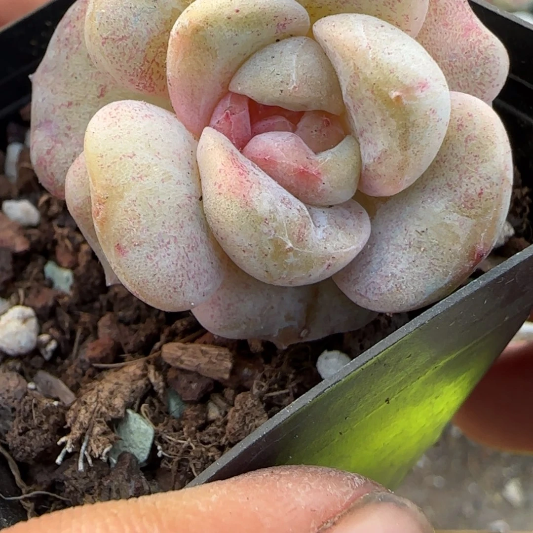 小卡拉米糖心一物一拍