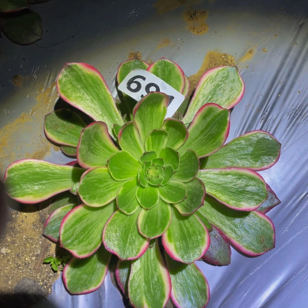 月华多肉植物多肉691