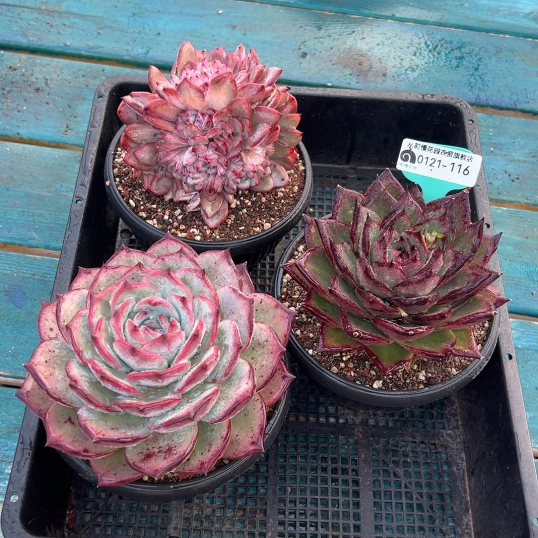 从前慢多肉精选编号0121.116