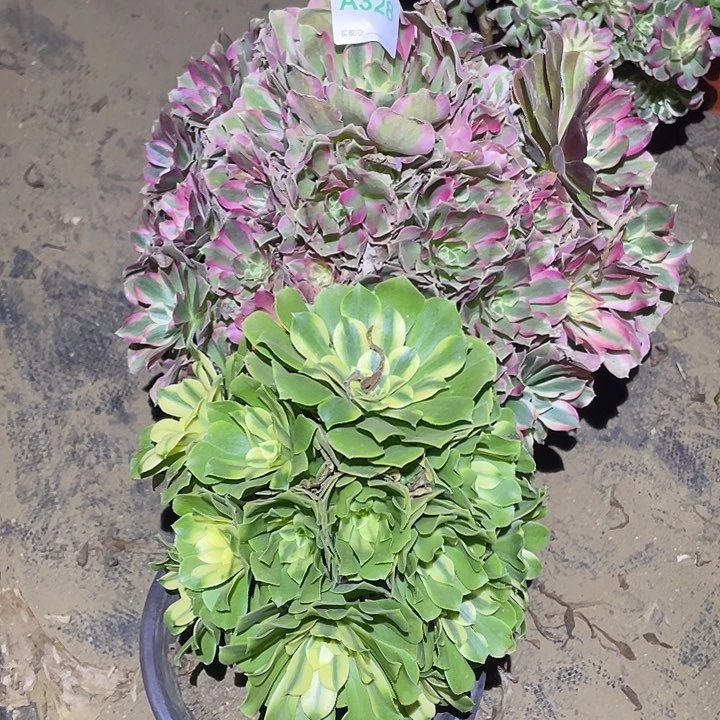 多肉植物断枝不包328夜罗刹欣尼亚