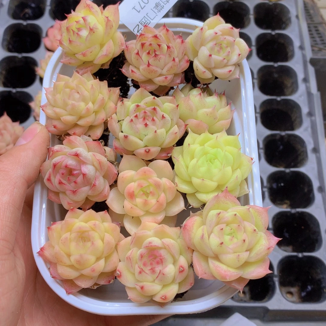 我要去看你了啊我071