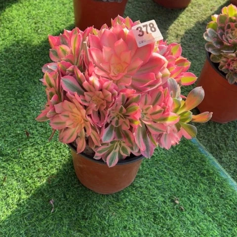 378粉女巫朵朵多肉，