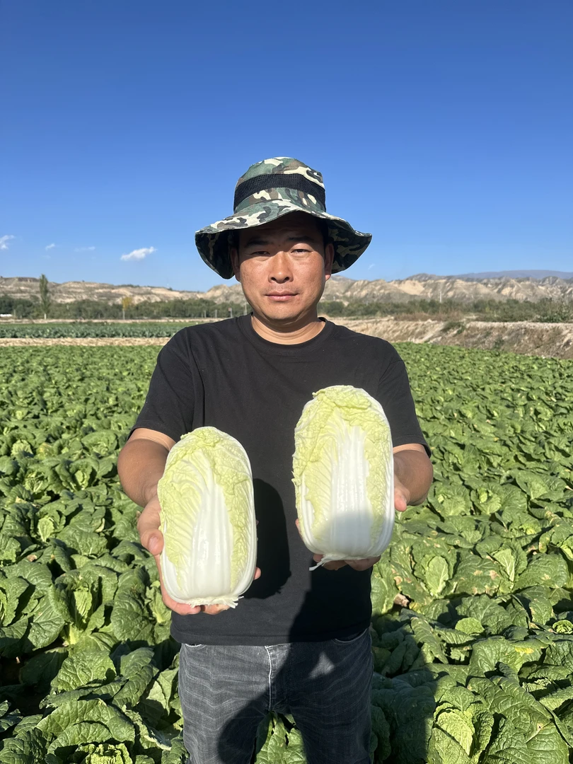 现砍现发农家新鲜黄心娃娃菜精选玉玲珑玲珑黄心娃娃菜3/5斤包邮