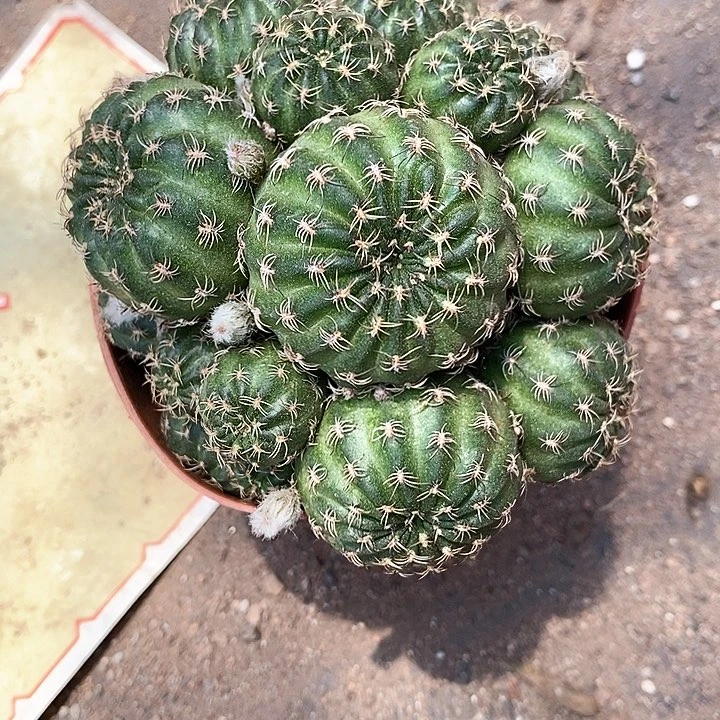 紫粉丽花仙人球2466666