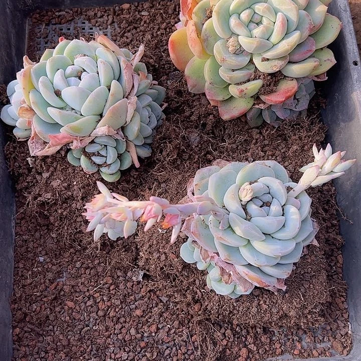 直播福利一物一拍30