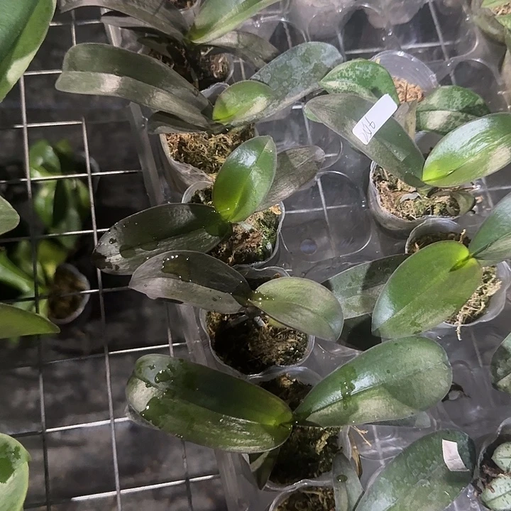 完全开放佛陀宝藏1.7寸苗