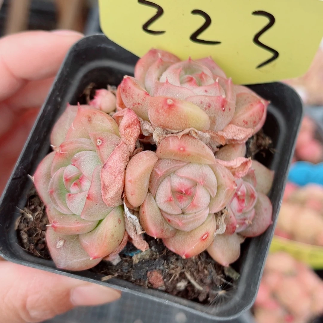 223号小老桩珍妮群