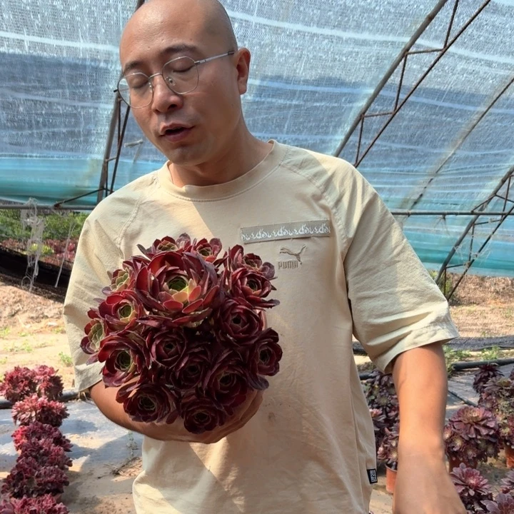 福利赤艳莲好看好养