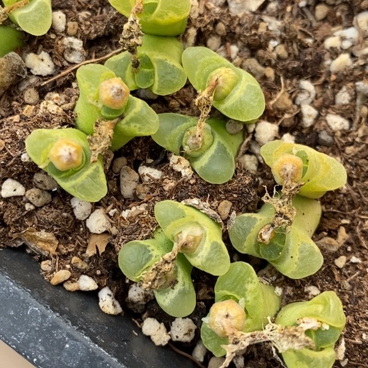 双头奶-瓶一颗子咯