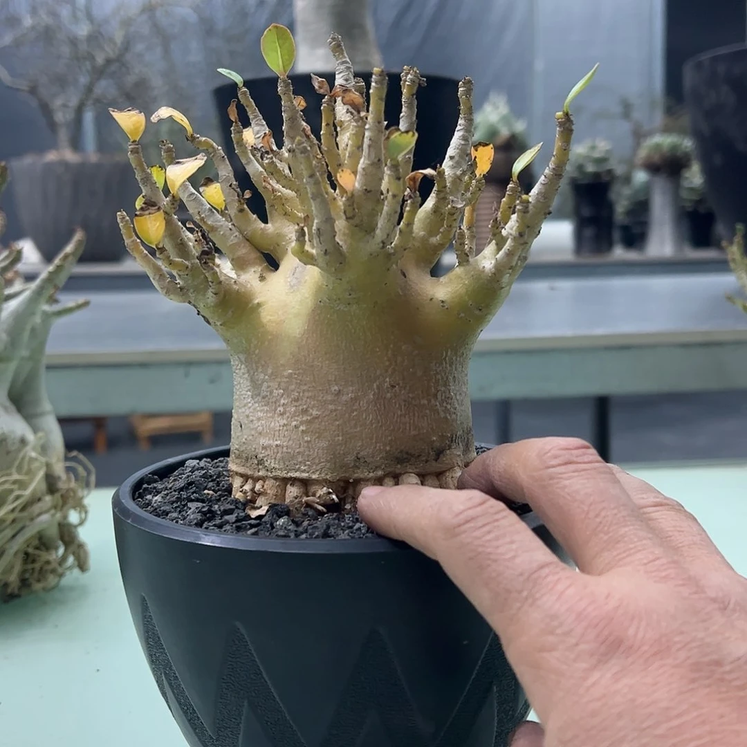 悲****娟黄皮哥斯拉888888