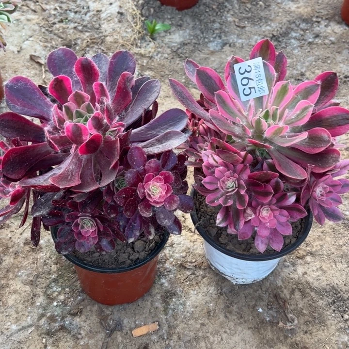 无花朵365美杜莎➕粉女巫4号