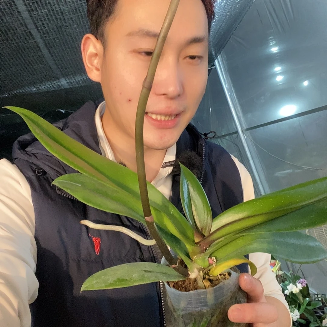 无花朵粉色迷雾蝴蝶兰