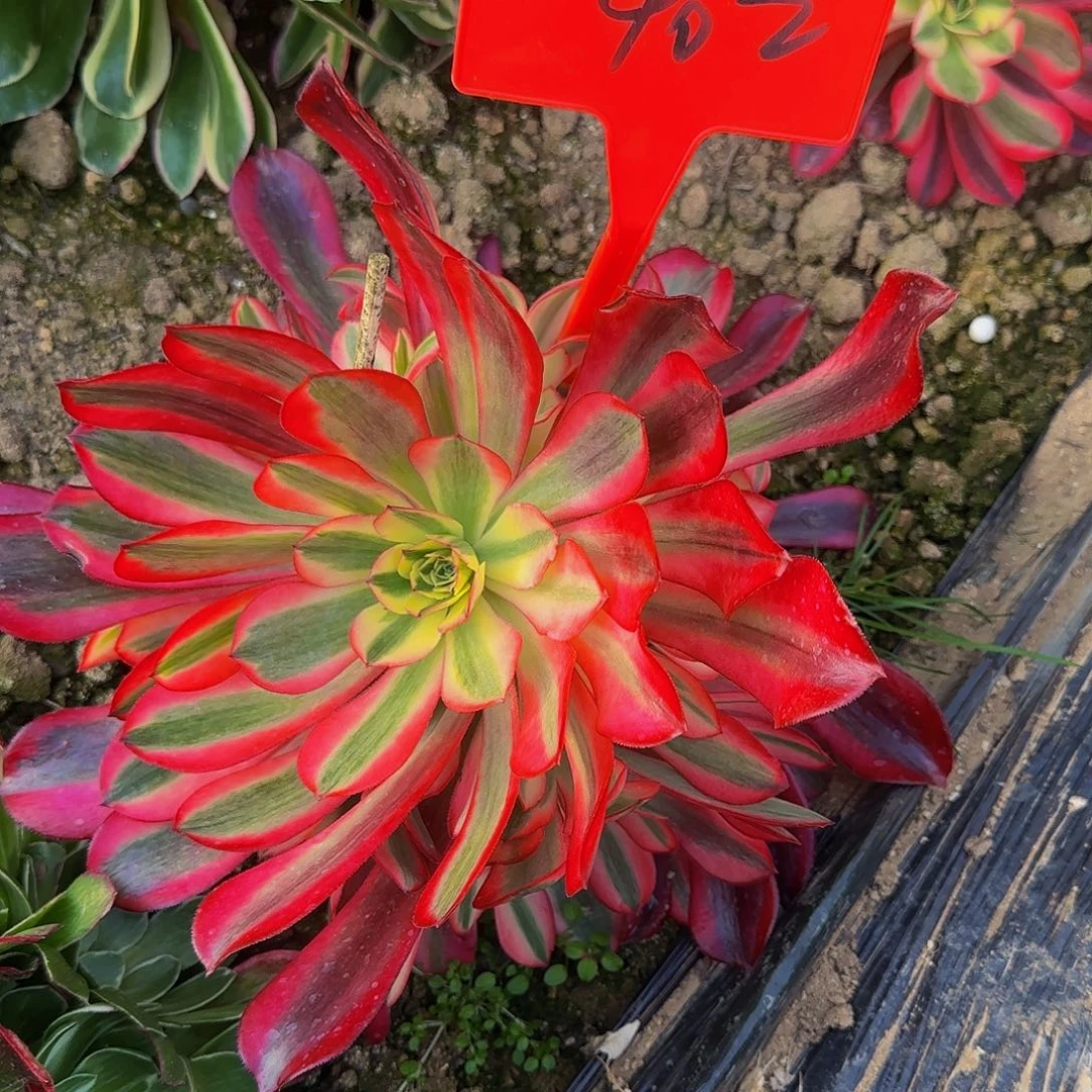 402美杜莎哦哦哦