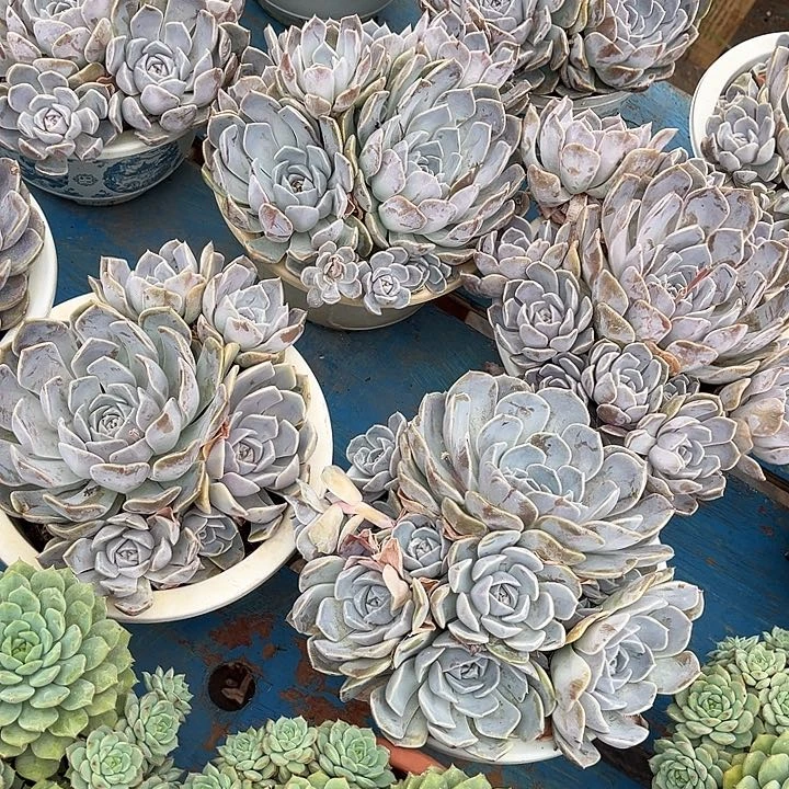 汉堡12.98多肉植物