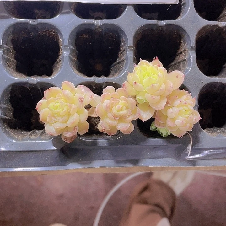 十**晴精品麦秆盘子下面挑出来的两颗