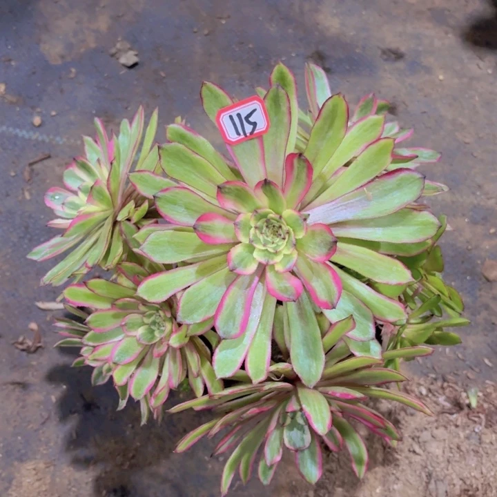 一物一拍粉黛变异粉初恋115