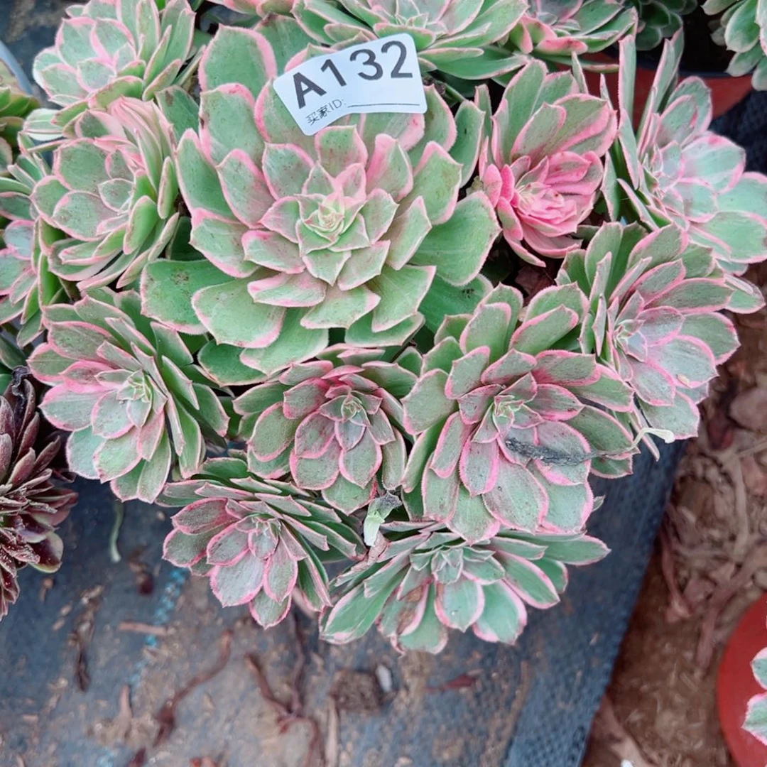 132孔雀翎多肉植物法师