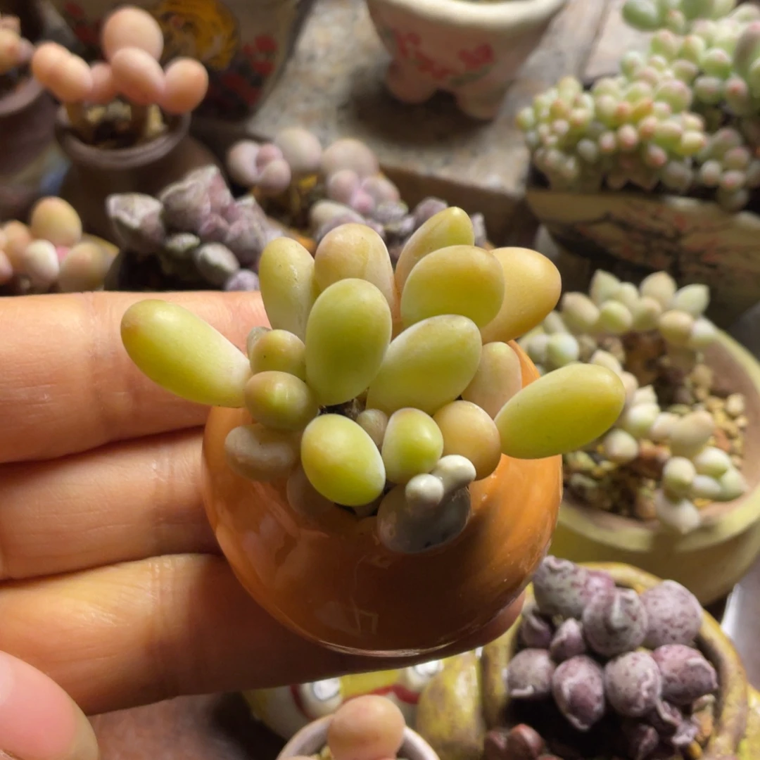 芒果奶群带盆4头群