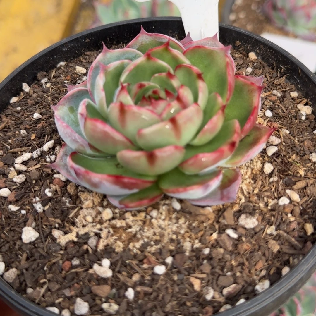 惊鸿一物一拍包装收缩花旱136