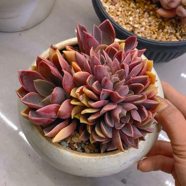 。****。夏悦多肉 0225-157紫气东来缀