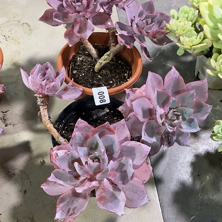 葉***…008晚霞多肉植物2颗