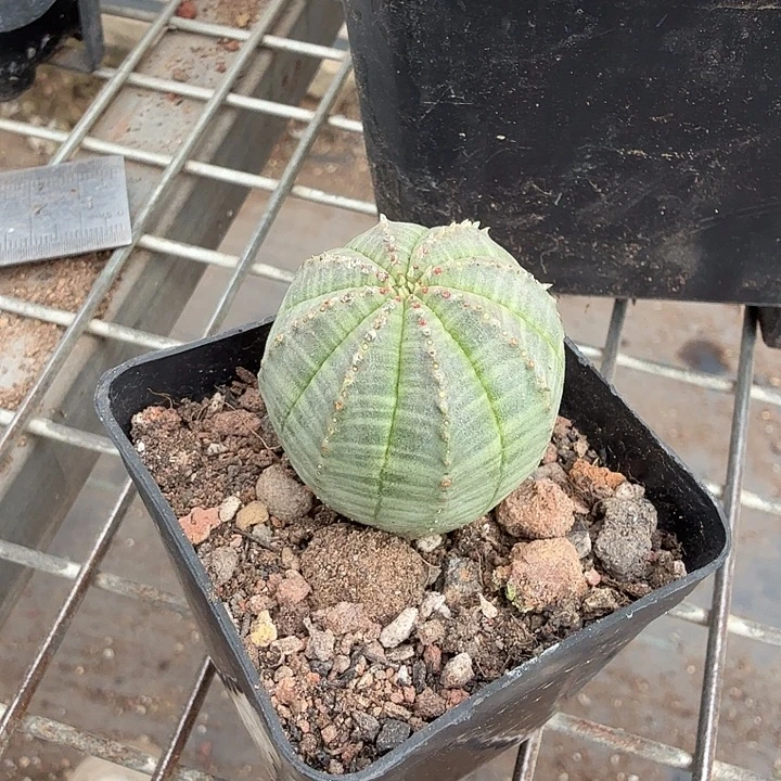 欧布单头球3仙人球