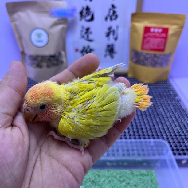 精品红头澳闪公H83512-牡丹鹦鹉