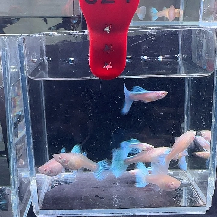 孔雀鱼324号，10条