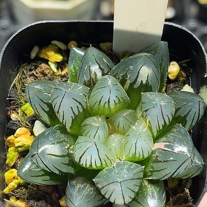 143大窗龙爪玉露锦