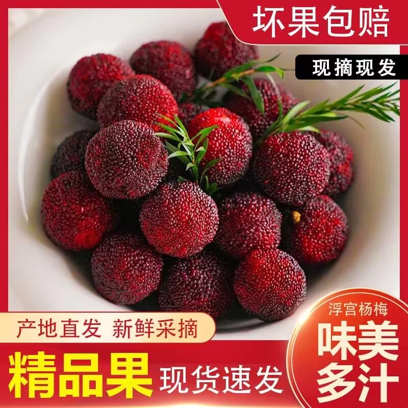 H福建浮宫杨梅酸甜应季水果现摘杨梅酸甜半/3/4.5斤