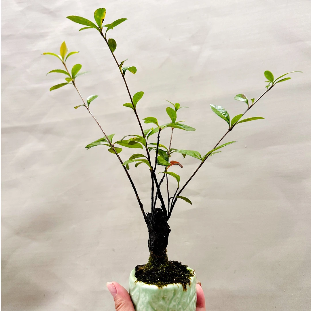 栀子花 春花 石枫 一物一拍