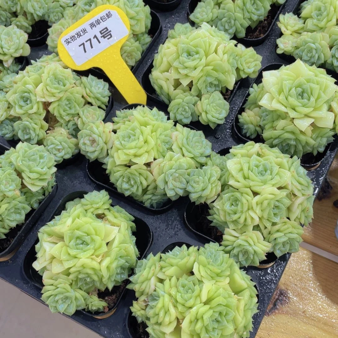 771号 老桩白天鹅麦秆多头群一个