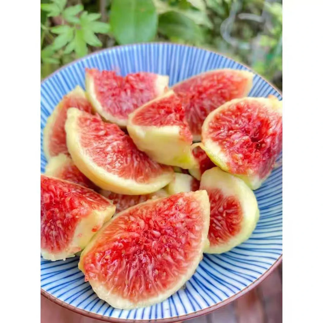 新鲜波姬红无花果现摘糖包子