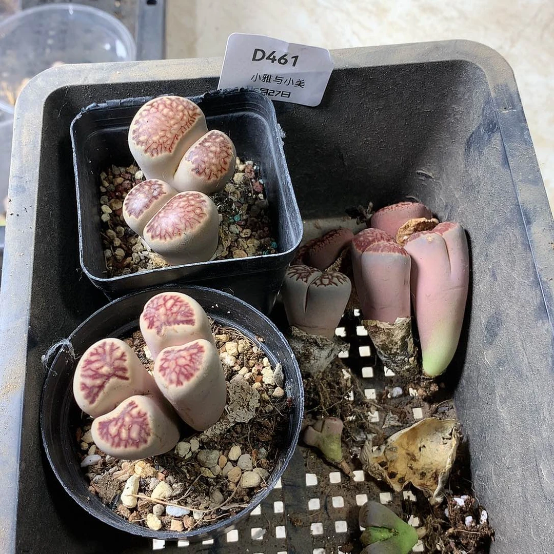 落***笨D461多肉植物保护研究所