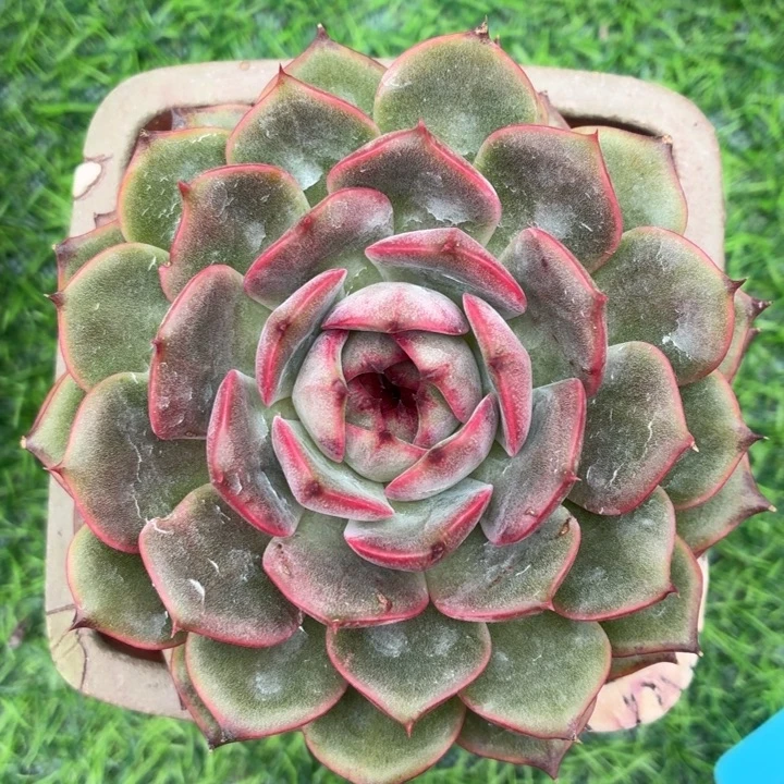玫瑰型多肉脏脏包-4